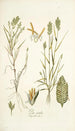Poa sicula - Nikolaus Joseph Freiherr von Jacquin — vista de la obra