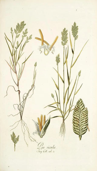 Nikolaus Joseph Freiherr von Jacquin - Poa sicula.webp