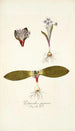 Polyanthes pygmaea - Nikolaus Joseph Freiherr von Jacquin — vista de la obra