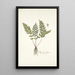 Polypodium alpinum - Nikolaus Joseph Freiherr von Jacquin — framed artwork on a wall