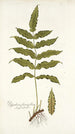 Polypodium fraxinifolium - Nikolaus Joseph Freiherr von Jacquin — vista de la obra