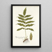 Polypodium fraxinifolium - Nikolaus Joseph Freiherr von Jacquin — cuadro enmarcado en la pared