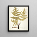 Polypodium hippocrepis - Nikolaus Joseph Freiherr von Jacquin — framed artwork on a wall