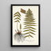 Polypodium molle - Nikolaus Joseph Freiherr von Jacquin — cuadro enmarcado en la pared