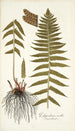 Polypodium molle - Nikolaus Joseph Freiherr von Jacquin — vista de la obra
