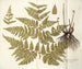 Polypodium multifidum - Nikolaus Joseph Freiherr von Jacquin | Cuadro — vista de la obra