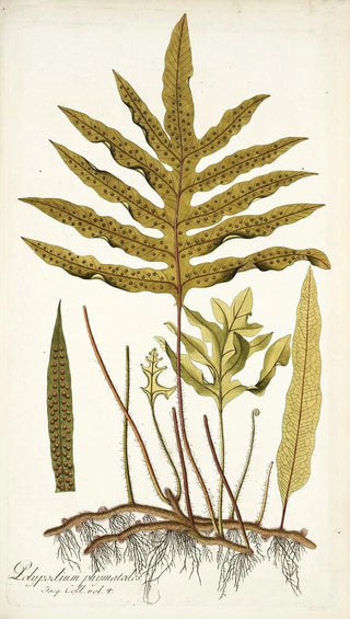 Nikolaus Joseph Freiherr von Jacquin - Polypodium phymatodes.webp