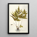 Polypodium trifoliatum - Nikolaus Joseph Freiherr von Jacquin — cuadro enmarcado en la pared