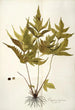 Polypodium trifoliatum - Nikolaus Joseph Freiherr von Jacquin — vista de la obra