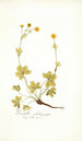 Potentilla salisburgensis - Nikolaus Joseph Freiherr von Jacquin — vista de la obra