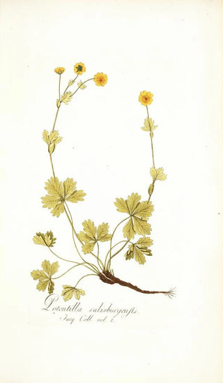 Nikolaus Joseph Freiherr von Jacquin - Potentilla salisburgensis.webp