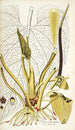 Pothos grandifolia - Nikolaus Joseph Freiherr von Jacquin — vista de la obra