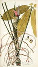 Pothos palmata - Nikolaus Joseph Freiherr von Jacquin — vista de la obra