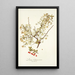 Prunus chamaecerasus - Nikolaus Joseph Freiherr von Jacquin — cuadro enmarcado en la pared