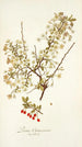 Prunus chamaecerasus - Nikolaus Joseph Freiherr von Jacquin — vista de la obra