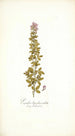 Psoralea bipedunculata - Nikolaus Joseph Freiherr von Jacquin — vista de la obra