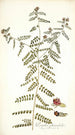 Psoralea phymatodes - Nikolaus Joseph Freiherr von Jacquin — vista de la obra
