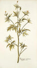 Ranunculus canadensis - Nikolaus Joseph Freiherr von Jacquin — vista de la obra