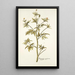 Ranunculus canadensis - Nikolaus Joseph Freiherr von Jacquin — cuadro enmarcado en la pared