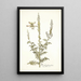 Reseda fruticolosa - Nikolaus Joseph Freiherr von Jacquin — cuadro enmarcado en la pared