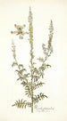 Reseda fruticolosa - Nikolaus Joseph Freiherr von Jacquin — vista de la obra