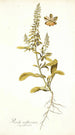 Reseda mediterránea - Nikolaus Joseph Freiherr von Jacquin — vista de la obra