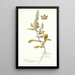 Reseda mediterránea - Nikolaus Joseph Freiherr von Jacquin — cuadro enmarcado en la pared