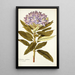 Rhododendron ponticum - Nikolaus Joseph Freiherr von Jacquin — cuadro enmarcado en la pared