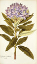 Rhododendron ponticum - Nikolaus Joseph Freiherr von Jacquin — vista de la obra