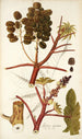 Ricinus inermis - Nikolaus Joseph Freiherr von Jacquin — vista de la obra