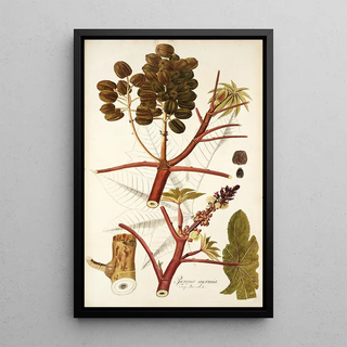 Nikolaus Joseph Freiherr von Jacquin - Ricinus inermis.webp