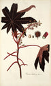 Ricinus lividus - Nikolaus Joseph Freiherr von Jacquin — vista de la obra