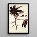 Ricinus lividus - Nikolaus Joseph Freiherr von Jacquin — cuadro enmarcado en la pared