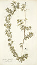 Rubia fruticosa - Nikolaus Joseph Freiherr von Jacquin — vista de la obra
