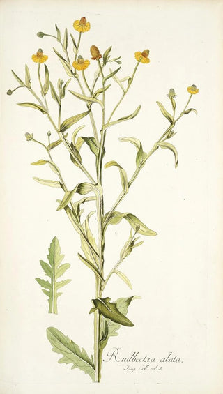 Nikolaus Joseph Freiherr von Jacquin - Rudbeckia alata.webp