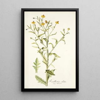 Nikolaus Joseph Freiherr von Jacquin - Rudbeckia alata.webp