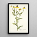 Rudbeckia amplexifolia - Nikolaus Joseph Freiherr von Jacquin — cuadro enmarcado en la pared