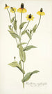Rudbeckia amplexifolia - Nikolaus Joseph Freiherr von Jacquin — vista de la obra