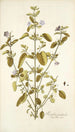 Ruellia patula - Nikolaus Joseph Freiherr von Jacquin — vista de la obra