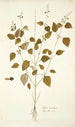 Salvia serotina - Nikolaus Joseph Freiherr von Jacquin — vista de la obra
