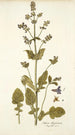 Salvia abyssinica - Nikolaus Joseph Freiherr von Jacquin — vista de la obra