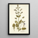 Salvia abyssinica - Nikolaus Joseph Freiherr von Jacquin — cuadro enmarcado en la pared