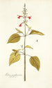 Salvia pseudococcinea - Nikolaus Joseph Freiherr von Jacquin — vista de la obra