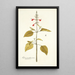 Salvia pseudococcinea - Nikolaus Joseph Freiherr von Jacquin — cuadro enmarcado en la pared