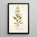 Salvia spinosa - Nikolaus Joseph Freiherr von Jacquin — cuadro enmarcado en la pared