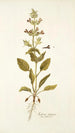 Salvia spinosa - Nikolaus Joseph Freiherr von Jacquin — vista de la obra