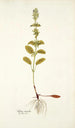 Salvia viridis - Nikolaus Joseph Freiherr von Jacquin — vista de la obra