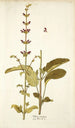 Salvia viscosa - Nikolaus Joseph Freiherr von Jacquin — vista de la obra