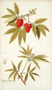 Sambucus racemosa - Nikolaus Joseph Freiherr von Jacquin — vista de la obra