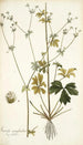 Sanicula marilandica - Nikolaus Joseph Freiherr von Jacquin — vista de la obra
